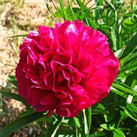 Arode Huette Harzilein - Romantic Tiny House On The Edge Of The Forest *