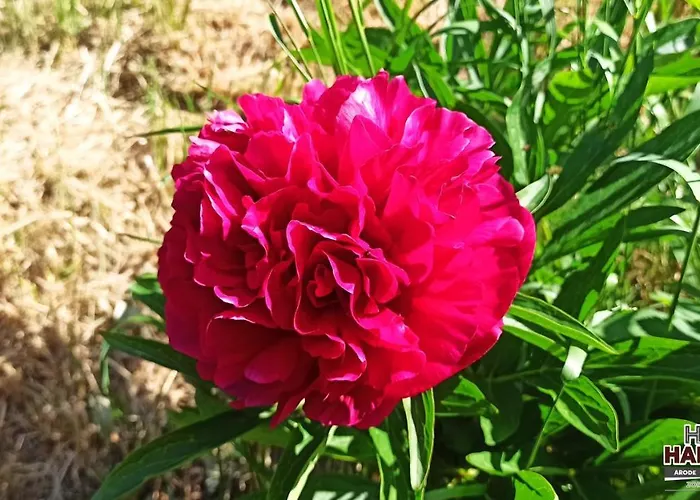 Arode Huette Harzilein - Romantic Tiny House On The Edge Of The Forest *